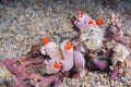 Five nudibranchs Royalty Free Stock Photo