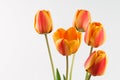 Five orange Dutch tulips on a light background.