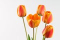 Five orange Dutch tulips on a light background. Royalty Free Stock Photo