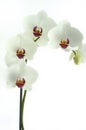 Flower orchids Royalty Free Stock Photo