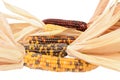 Five ornamental Indian maize cobs with colourful niblets Royalty Free Stock Photo