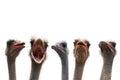 Five ostrich heads Royalty Free Stock Photo