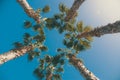 Five palm trees against blue sky, view from below Royalty Free Stock Photo