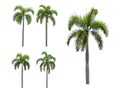 five Palm trees on a separate white background. Royalty Free Stock Photo