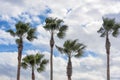 Five Palm Trees Royalty Free Stock Photo
