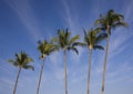 Five Palms Royalty Free Stock Photo