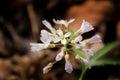 Five-parted Toothwort - Cardamine concatenate