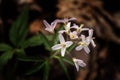 Five-parted Toothwort - Cardamine concatenate