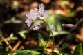 Five-parted Toothwort - Cardamine concatenate