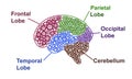 Five Parts of human brain anatomy. Brain Lobes Gear Abstract with text infographic on white background.