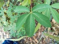 five patterned green cassava leaves on one green and red stalk