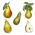 Five pears, design elements. Conference, yellow and forelle pears. Royalty Free Stock Photo