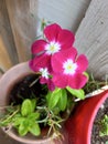 Five Petal Yellow Center Pinkish Flower