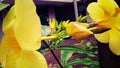 The five-petal yellow flower