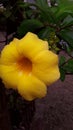 The five-petal yellow flower