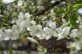 Five petaled cherry flowers pendent on peduncles Royalty Free Stock Photo