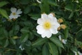 Five petaled white flower of rose