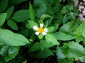 Beautiful white flower and yellow pistils Royalty Free Stock Photo