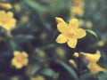 Five-petaled yellow flowers Royalty Free Stock Photo
