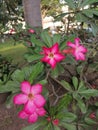 Five petalled-pink flower