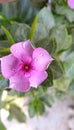 Five petals wield indian pink flower