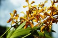 Five petels yellow orchid Royalty Free Stock Photo