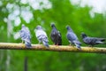 Five pigeon sitting on thick branch of tree