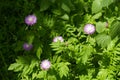 Five pink flowers of Centaurea dealbata Royalty Free Stock Photo
