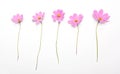 Five pink flowers isolated on white background Royalty Free Stock Photo