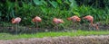 Five pink and orange flamingo standing in shallow water Singapore