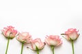 Five pink roses on a white background, beautiful fresh roses