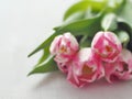 Five pink tulips arranged upon white wooden table. Flower background, blur. Selective focus on the front.