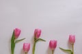 Five pink tulips spaced evenly at the bottom of a light background