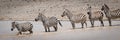 Five plains zebra cross lake in line