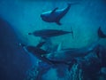 five playing spinner dolphins while diving in the red sea Royalty Free Stock Photo