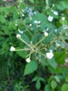 Five pointed blackberry star