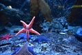 Five-pointed starfish in an aquarium Gdynia, Poland Royalty Free Stock Photo