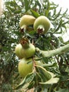 Five pomegranate hanging in a branch