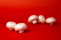 five porcini mushrooms on a red background Royalty Free Stock Photo