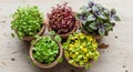 Five pots of microgreens in various Royalty Free Stock Photo