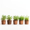 Cross Processed Clay Pots: Infused With Social Commentary