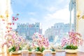 Five pots of white and pink beautiful orchids on the windowsill on a Sunny day overlooking the city and the blue sky Royalty Free Stock Photo