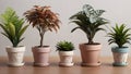 Five Potted Plants Arranged on Wooden Tabletop Home Decor Royalty Free Stock Photo