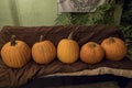 Five pumpking sit on a sofa Royalty Free Stock Photo