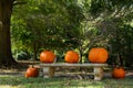 Five pumpkins in the front yard in the neighborhood in fall. Royalty Free Stock Photo