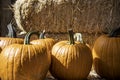 Five Pumpkins in the Sun Royalty Free Stock Photo