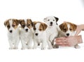 Five puppies Jack Russell Terrier