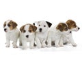 Five puppies Jack Russell Terrier