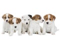 Five puppies Jack Russell Terrier