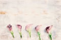 Purple calla lilies on white wooden background Royalty Free Stock Photo